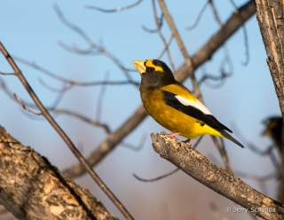 Evening Grosbeak 2