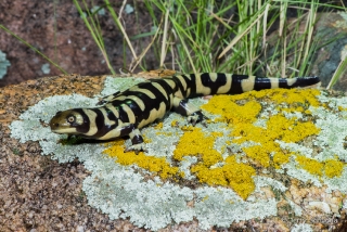 Barred Tiger Salamander 1