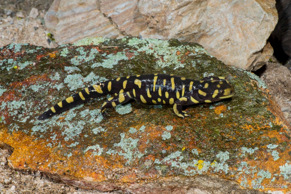 Barred Tiger Salamander
