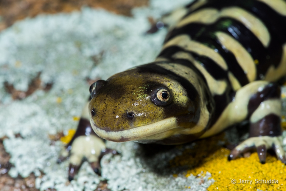 Barred Tiger Salamander 2
