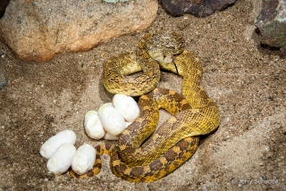 Gopher snake 6