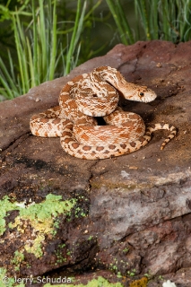 Gopher Snake 4