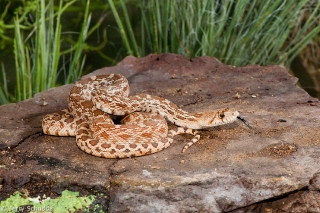 Gopher Snake 1