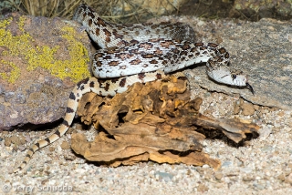 Gopher Snake 3