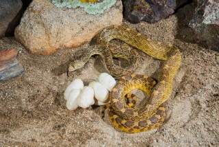 Gopher snake 8