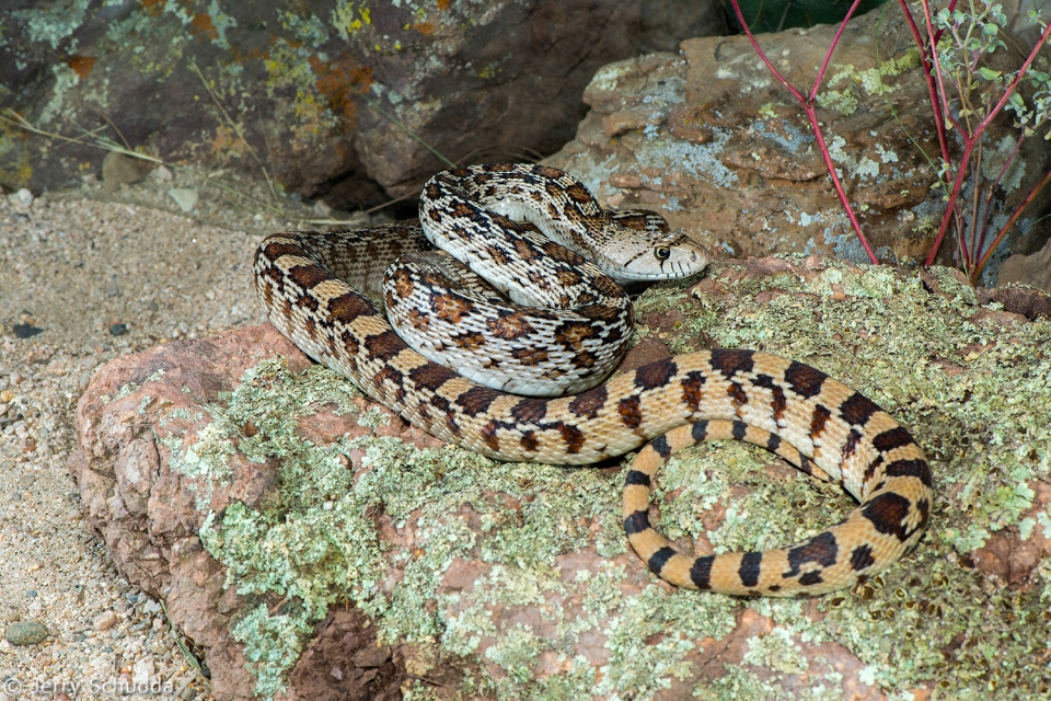 Gopher Snake 2