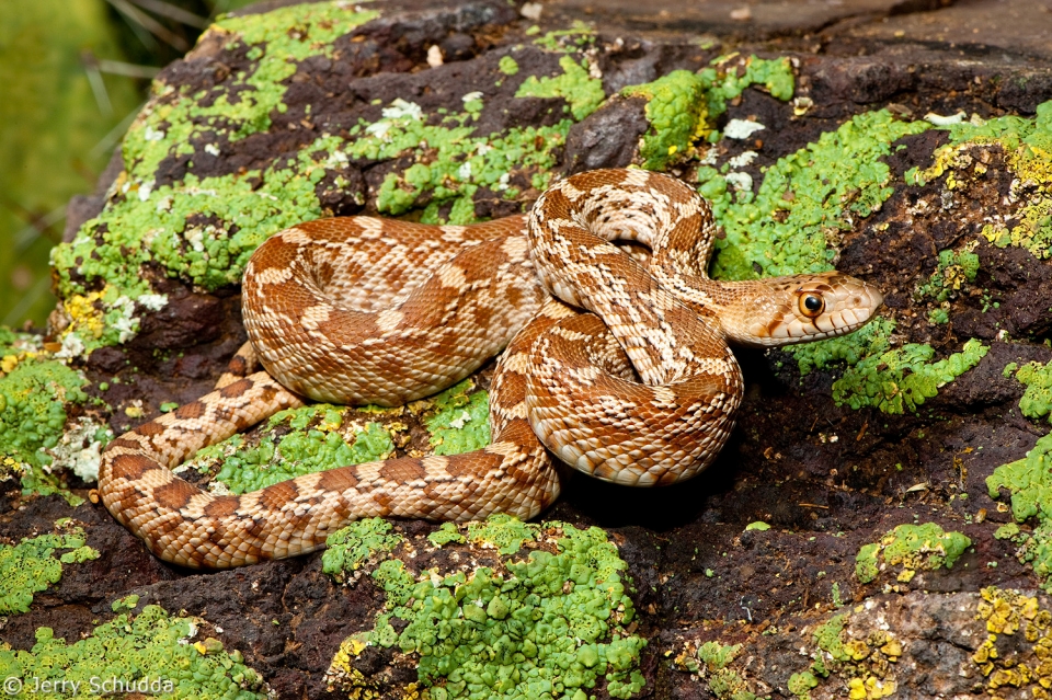 Gopher Snake