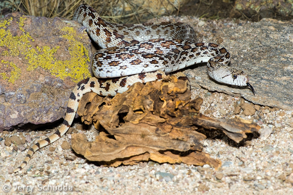 Gopher Snake 3