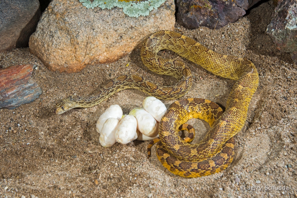 Gopher snake 7