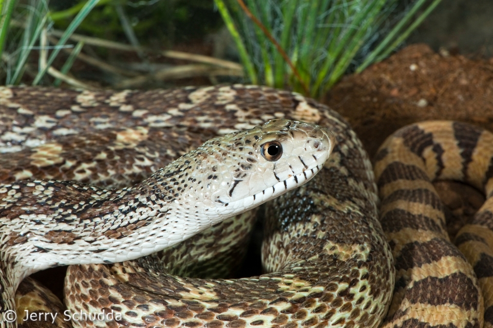 Gopher Snake 5