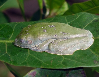 Amazon Leaf Frogs