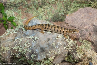 Madrean Alligator Lizard