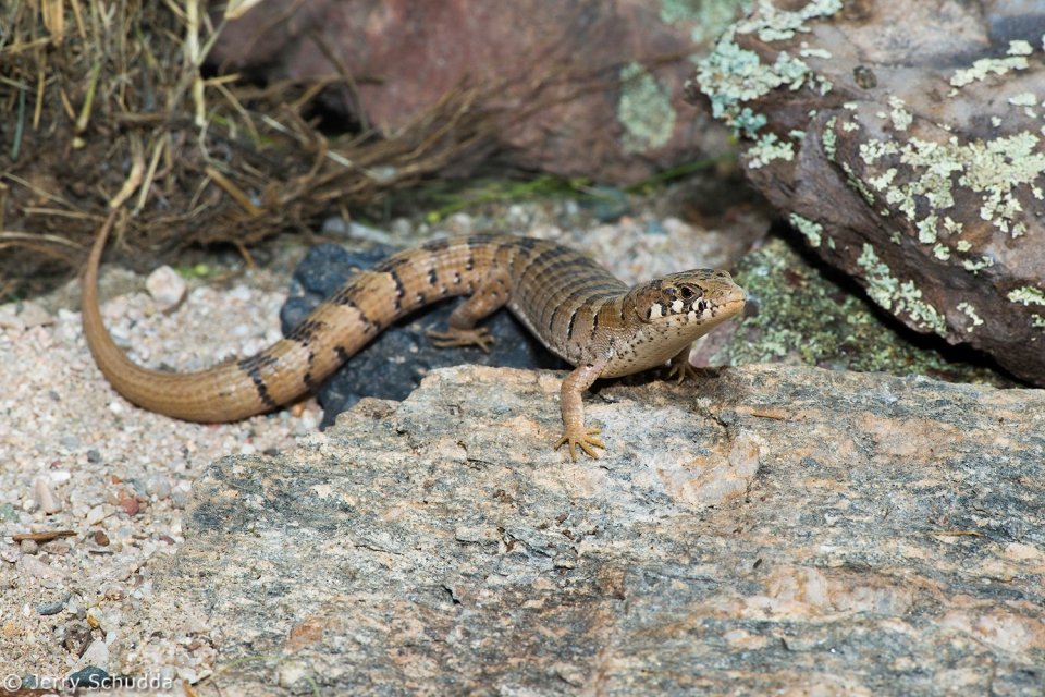 Madrean Alligator Lizard 2