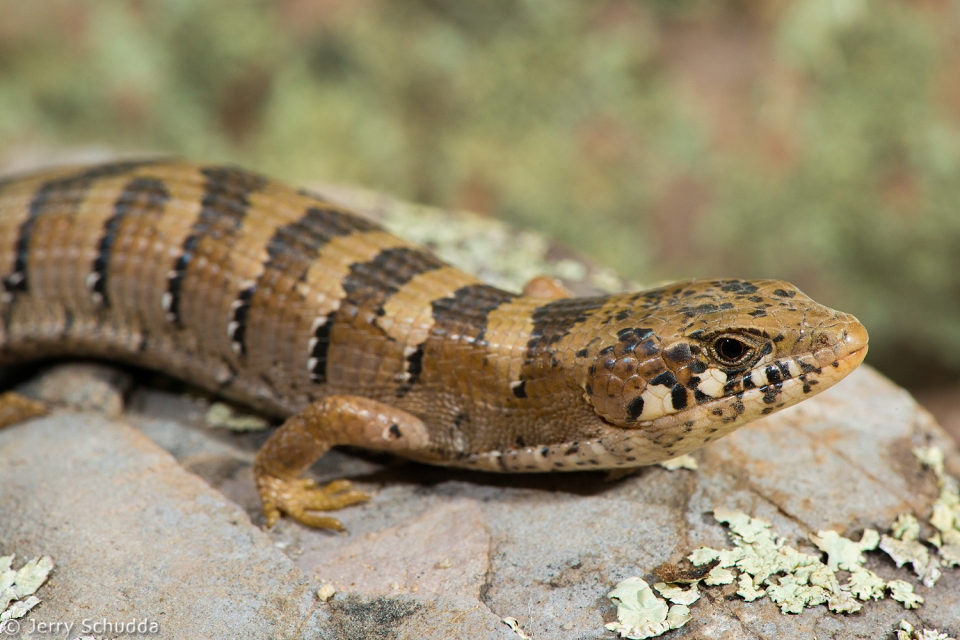 Madrean Alligator Lizard 1