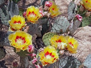 Black-spine Prickly Pear Cactus