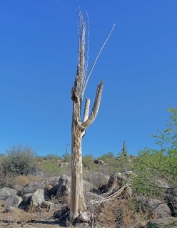 Saguaro cactus skeleton