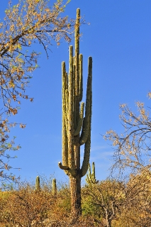 Saguaro