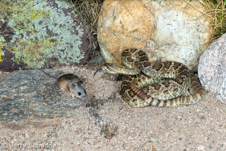 Mohave Rattlesnake 4