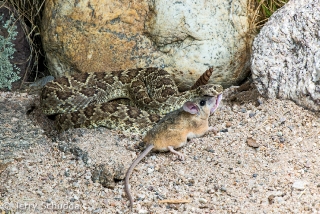 Mohave Rattlesnake 5