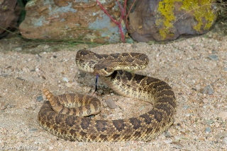 Mohave Rattlesnake