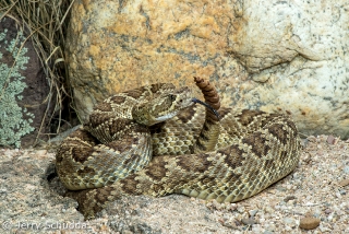 Mohave Rattlesnake 13