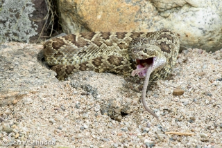 Mohave Rattlesnake 11