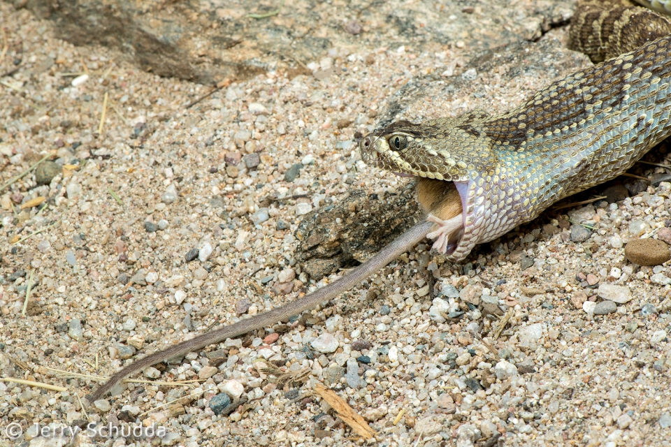 Mohave Rattlesnake 10