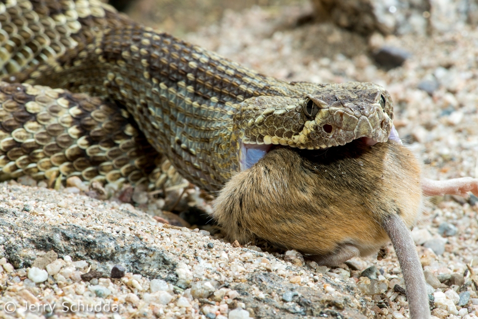 Mohave Rattlesnake 9