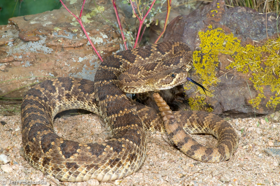 Mohave Rattlesnake 1