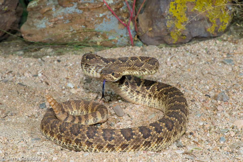 Mohave Rattlesnake