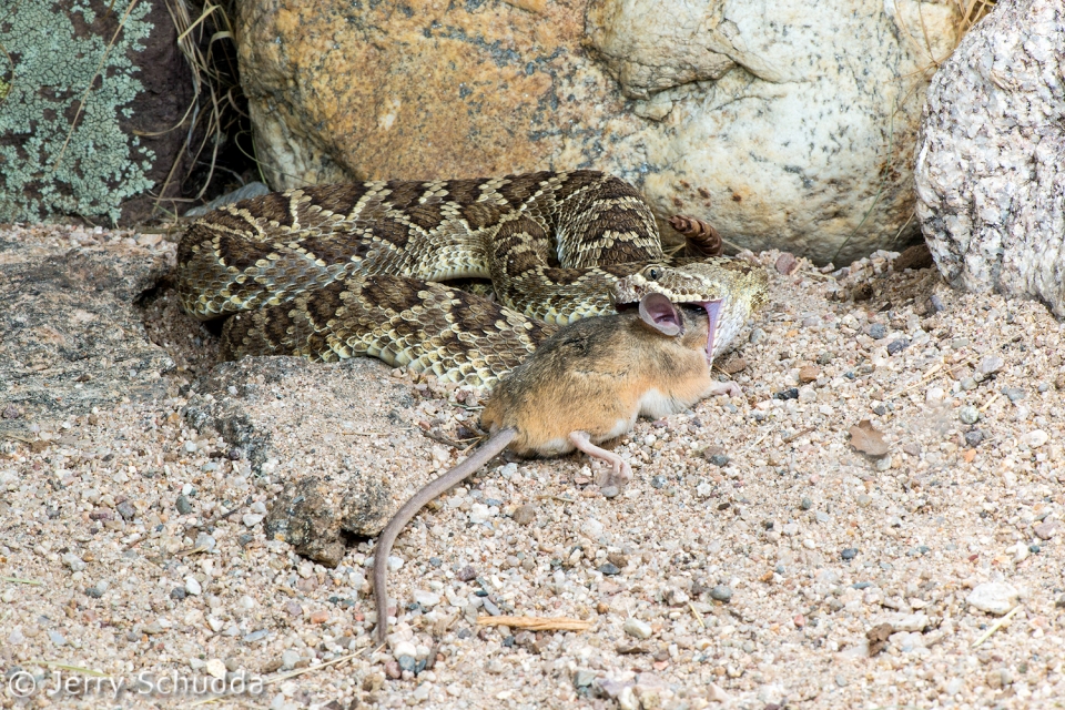 Mohave Rattlesnake 6