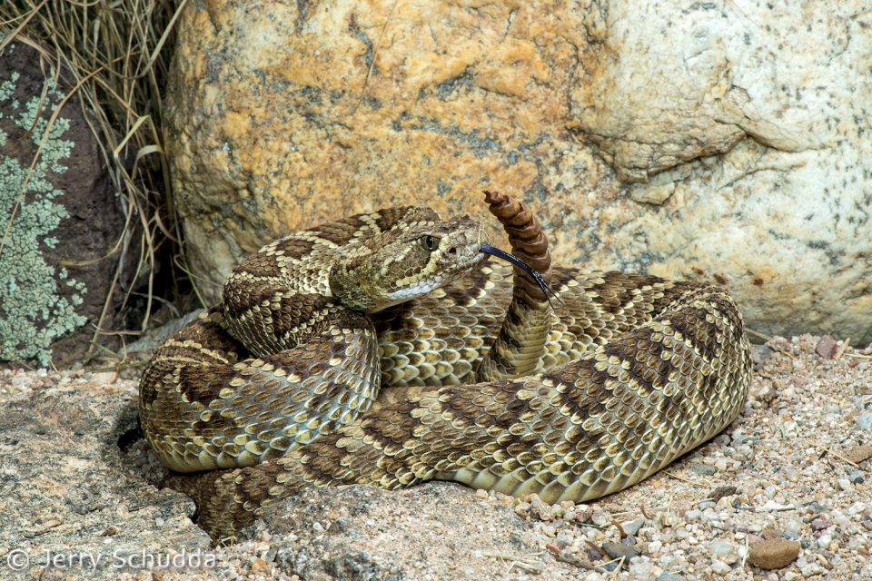 Mohave Rattlesnake 13