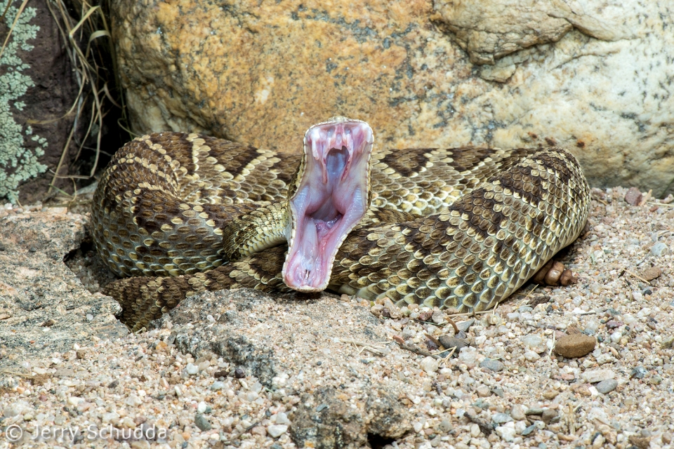 Mohave Rattlesnake 12