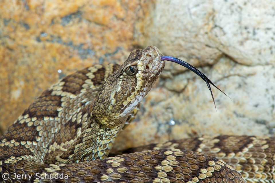 Mohave Rattlesnake 3