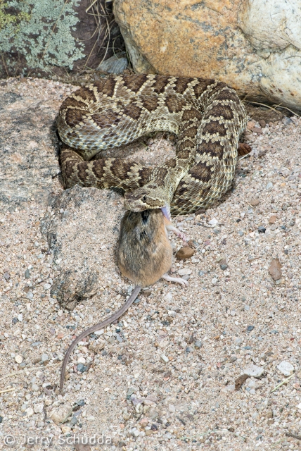 Mohave Rattlesnake 8