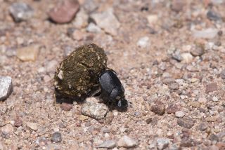 Dung Beetle- Chiricahuas