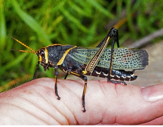 Horse Lubber Grasshopper
