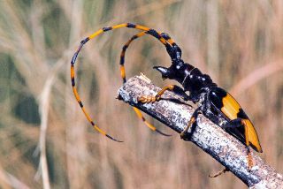 Long-jawed Longhorn Beetle
