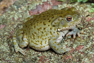 Sonoran Desert Toad