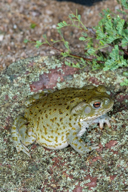 Sonoran Desert Toad 2