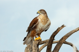 Ferruginous Hawk