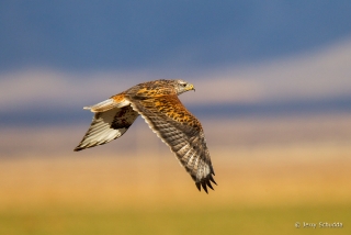 Ferruginous Hawk 3