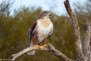 Ferruginous Hawk 2