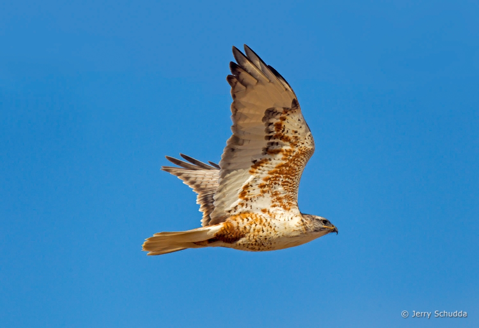 Ferruginous Hawk 4