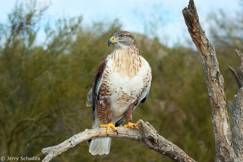 Ferruginous Hawk 1