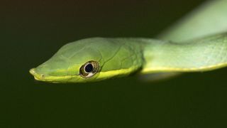Green Vine Snake-Oxybelis fulgidus -Peru