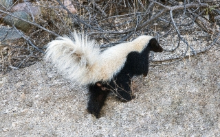 Common Hog-nosed Skunk