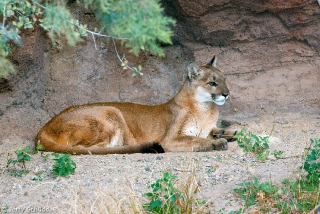 Mountain Lion