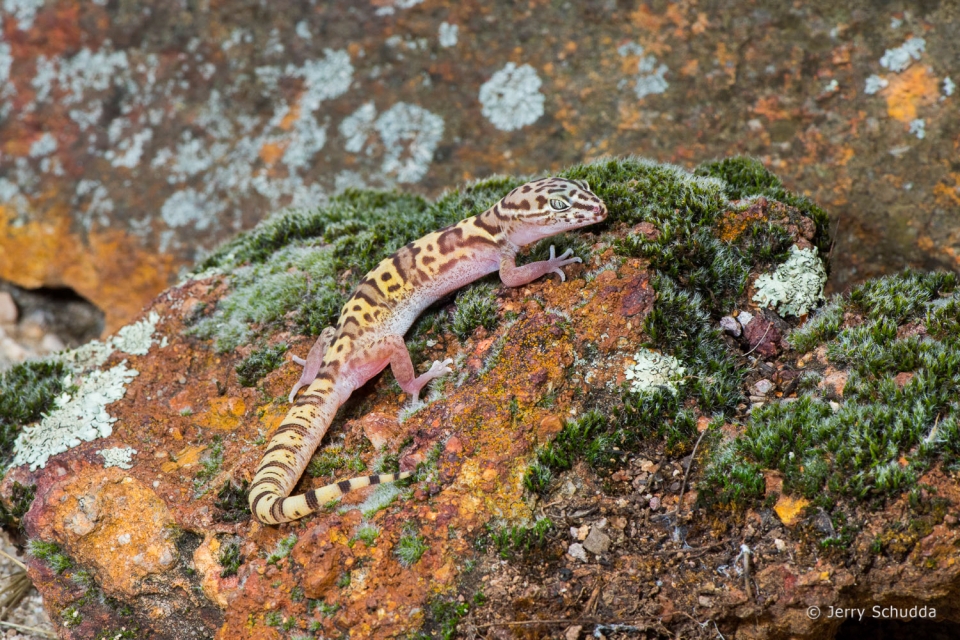 Western Banded Gecko 3