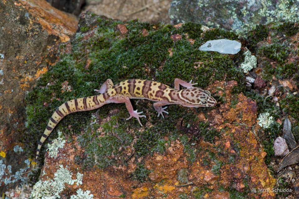 Western Banded Gecko with shed skin from head 4